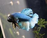 IMG 3678