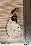 Poecilotheria regalis 
