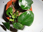 Anubias barteri var. nana "Coin Leaf"