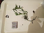 IMG 7009