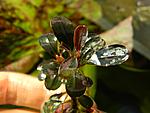 DSCN6187