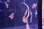 fish 1