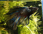 Betta DT