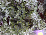 DSC 0390