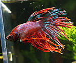 Betta CT 2
