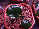 Anubias "Coin leaf"- .