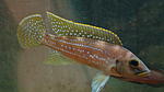 Neolamprologus tetracantus   