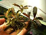 Bucephalandra sp.Black Centepide2