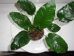 barteri barteri wrinkled leaf