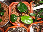 Anubias "Coin leaf"