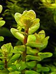 Rotala indica (Ammania sp. "Bonsai" - )