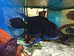 IMG 6915
