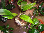 species .    Anubias specie'Shos .(rt & Sharp')
