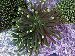 euphyllia glabrescens 1