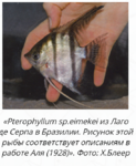 Pterophyllum sp.eimekei      