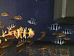 IMG 6988