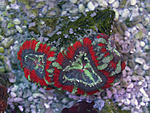 acana 1