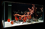 16 1aquarium red discus fishtank