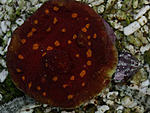 DSC 0368