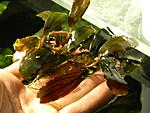 Bucephalandra sp. Gost Long