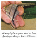 Pterophyllum sp.eimekei   . 