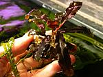 Bucephalandra sp. Central Borneo