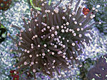 euphyllia glabrescens 2