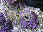 gorgon 1