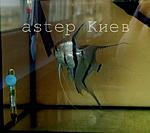 watermarked   4
