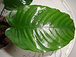 barteri barteri wrinkled leaf