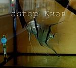 watermarked   5