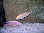 Aulonocara Rose albino
