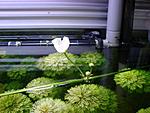 Flower of Echinodorus cardifolius