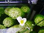 Flower of Echinodorus cardifolius