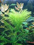 Limnophila aquatica "" .