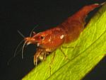 krevetka