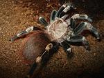 Lasiodora cristata