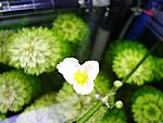 Flower of Echinodorus cardifolius