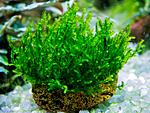 moss sp. Gunung Panti Johor Malaysia