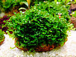 Loxogramme s. Wave moss