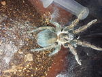 Phormictopus Cancerides