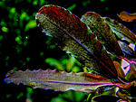 Black Centipede 2 1