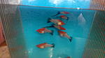 IMG 20160611 111150