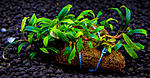 sphatulifolia dark mini