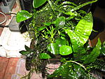 IMG 6936