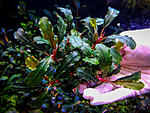 Flora