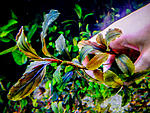 Copper Leaf Melawi1