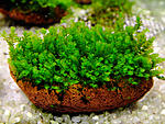 Homalia sp. "Rosa moss"