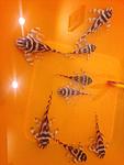 IMG 5481
