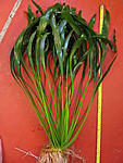 Echinodorus uruguayensis